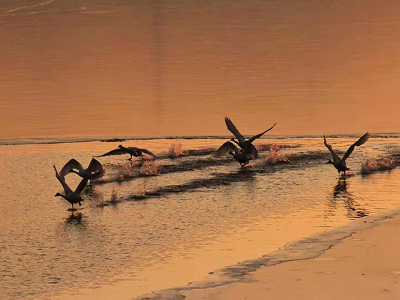 412MW！錦州陽(yáng)光獲國(guó)電投青海高效雙面組件訂單